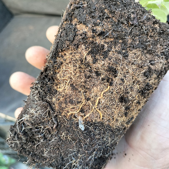 Рододендрон Японский оранжевый 1 шт Р9